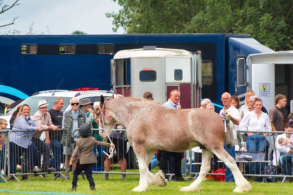 Chipping Show Horse