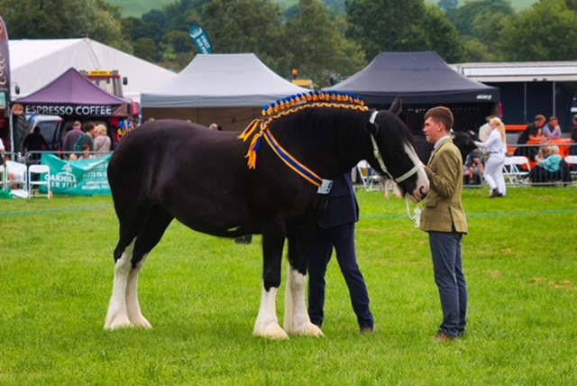 Chipping Show Shire Horse